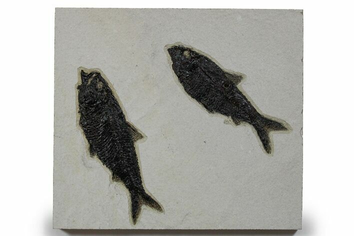 Multiple Fossil Fish (Knightia) Plate - Wyoming #349237